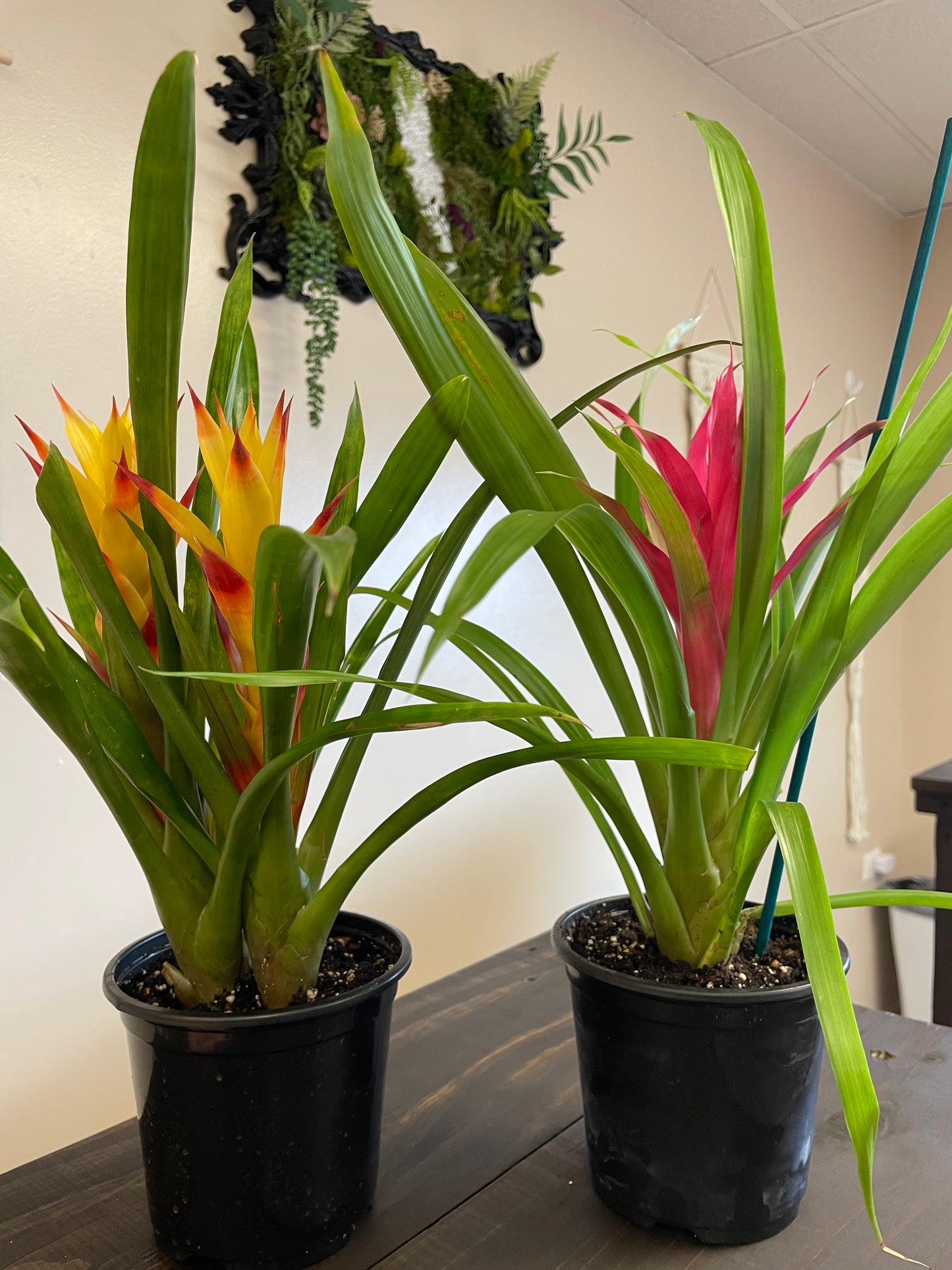 Bromeliad Guzmania