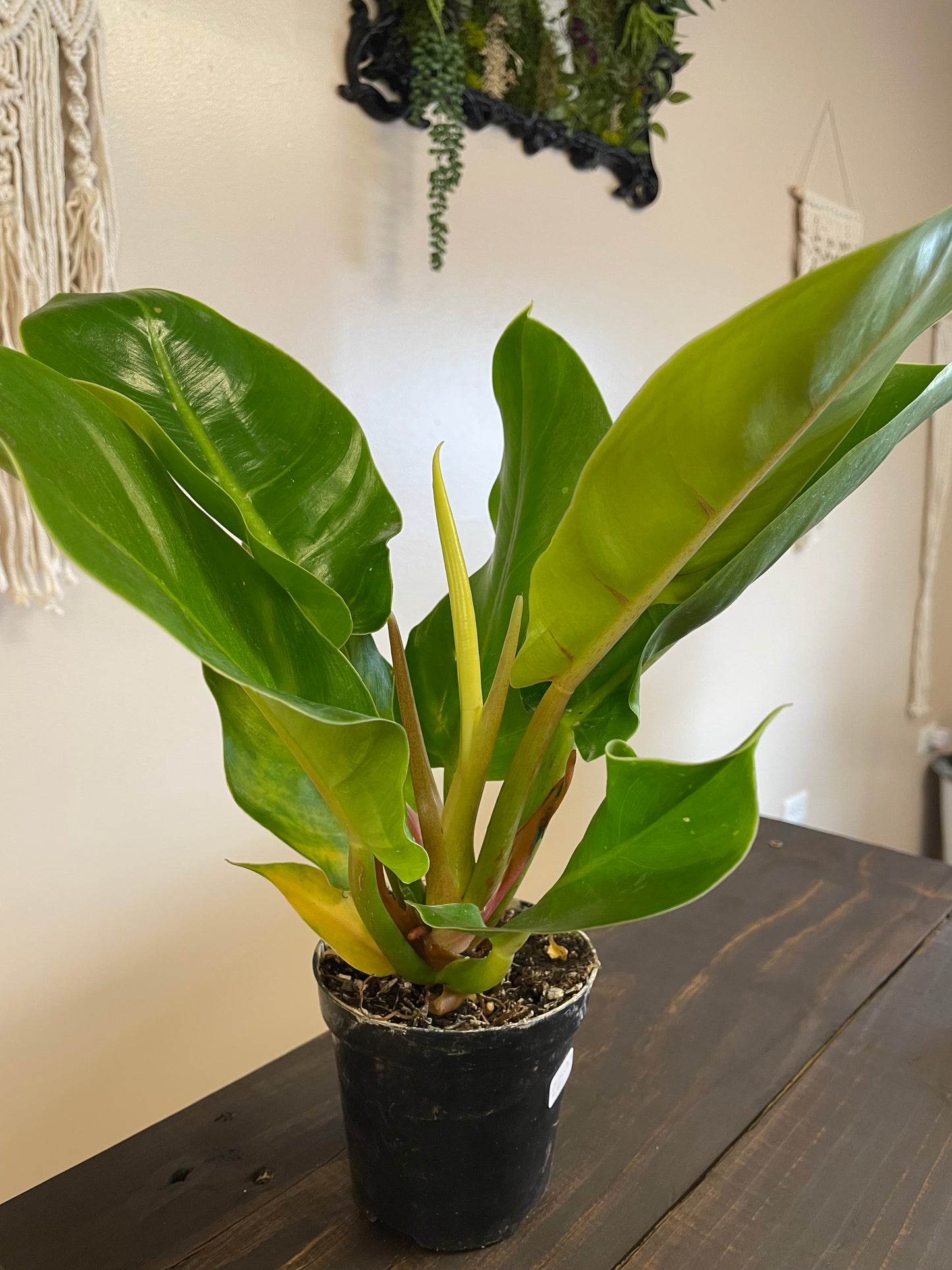Moonlight Philodendron