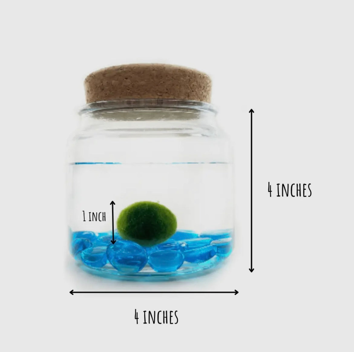 *BIG* Blue Stone Live Moss Ball