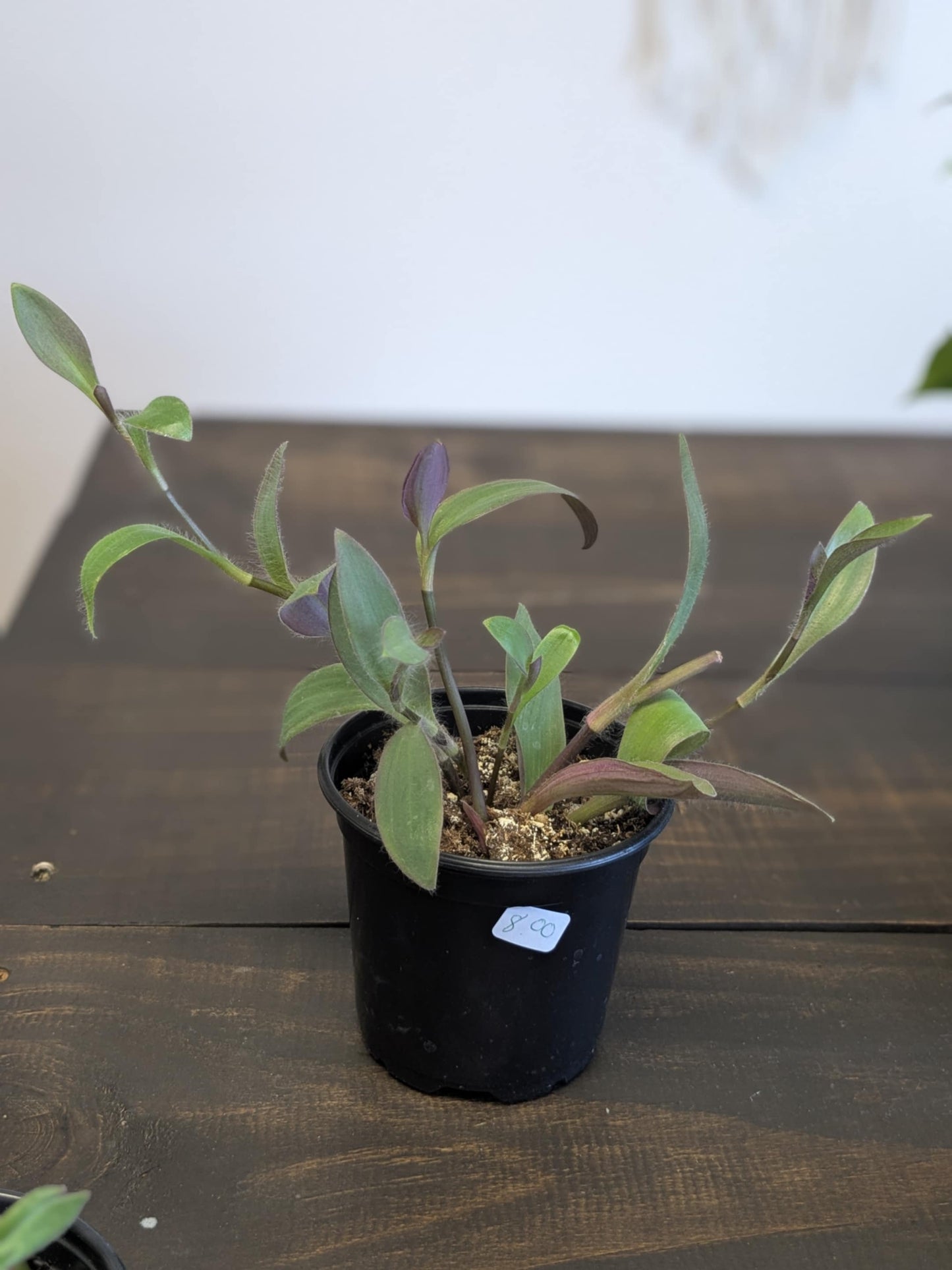 Purple Heart Tradescantia