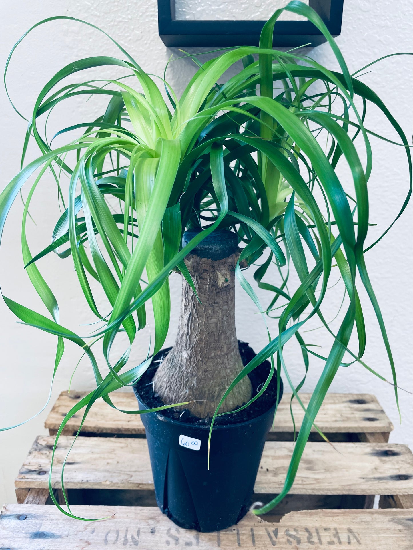 Pony Tail Palm (LARGE)