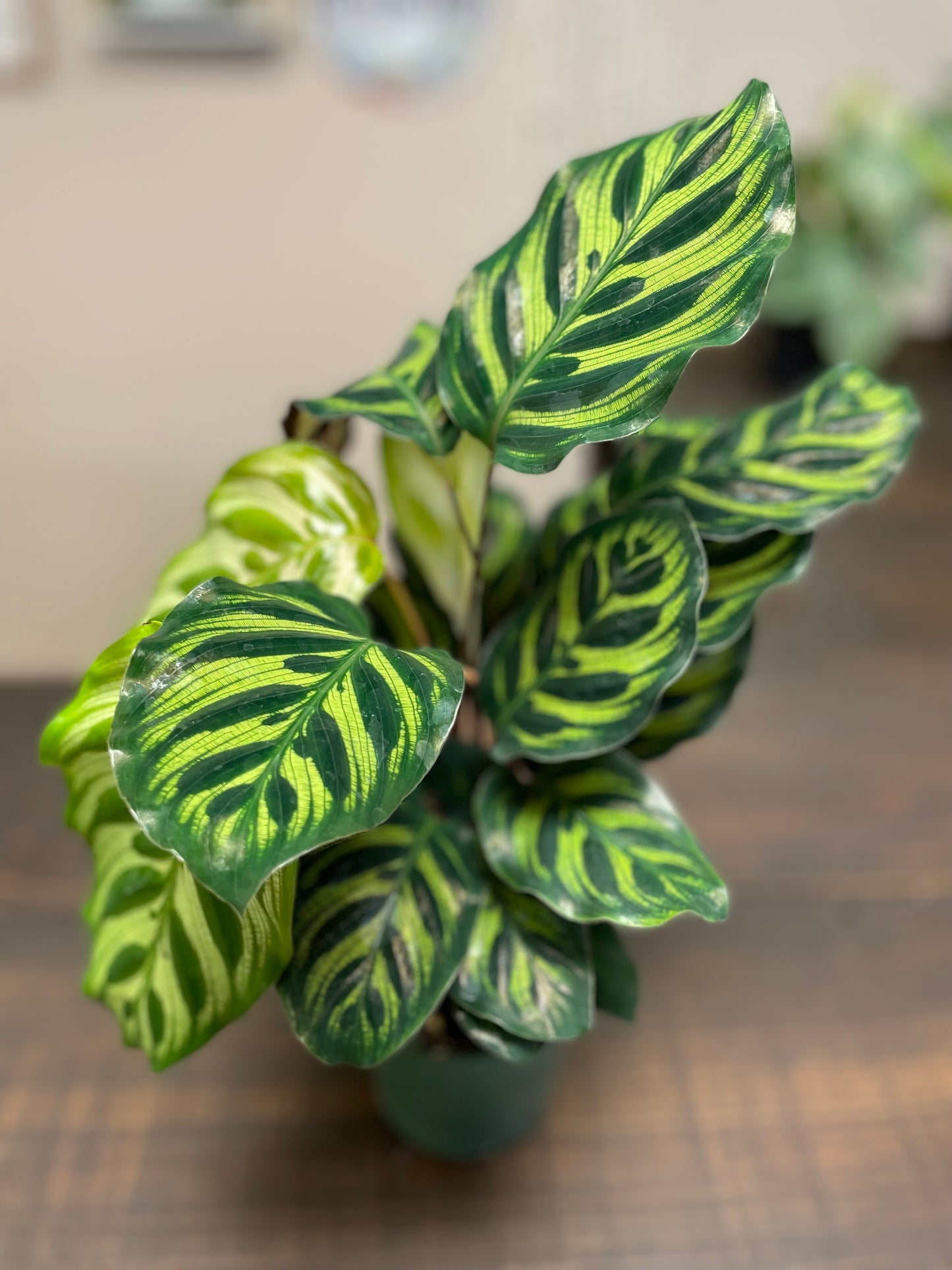 Calathea Makoyona