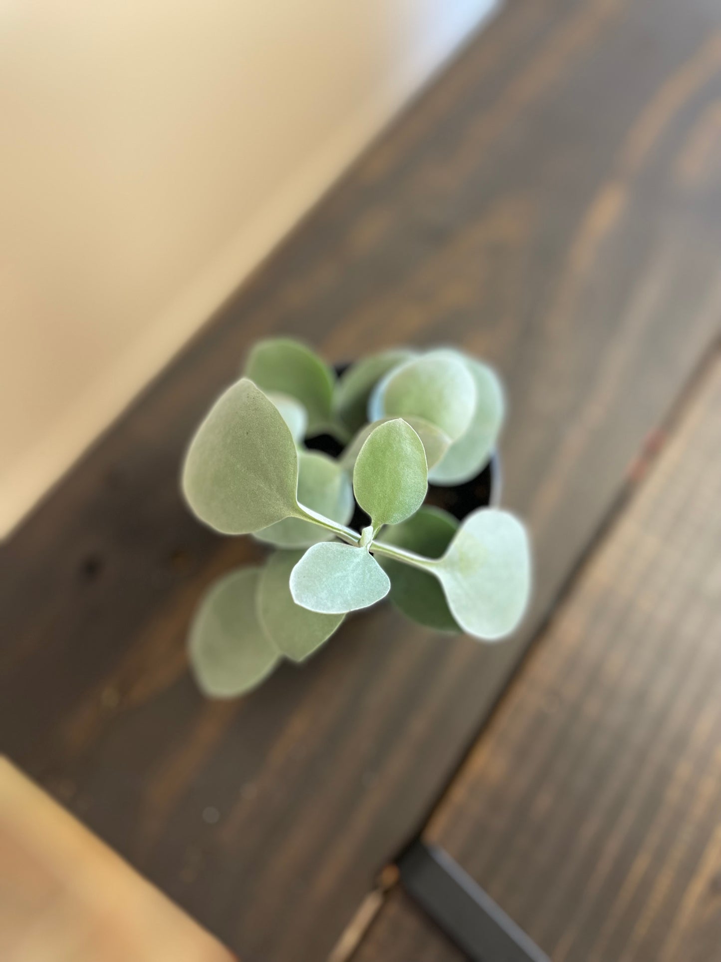 Silver Spoon Succulent
