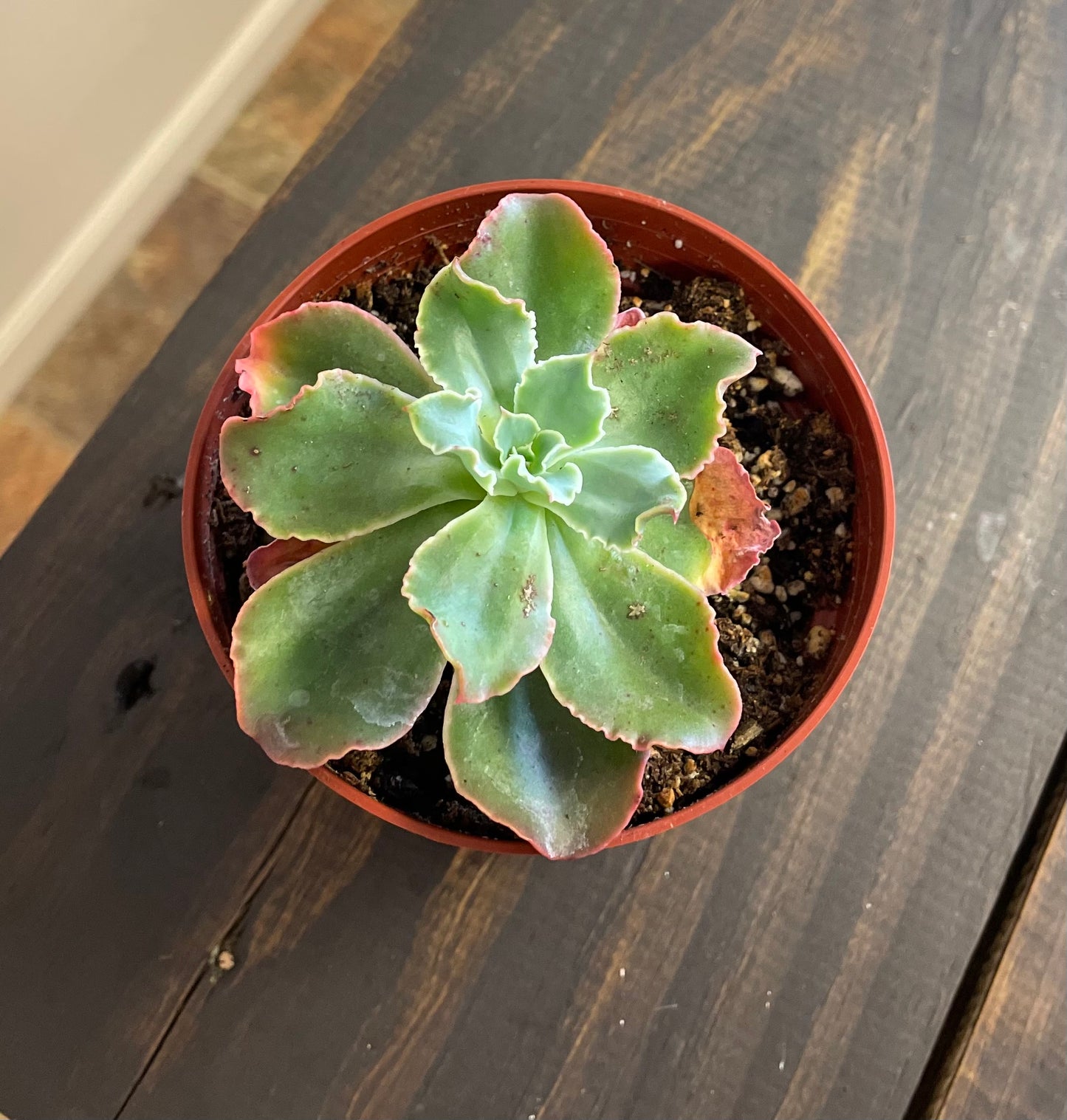 Ruffle succulent