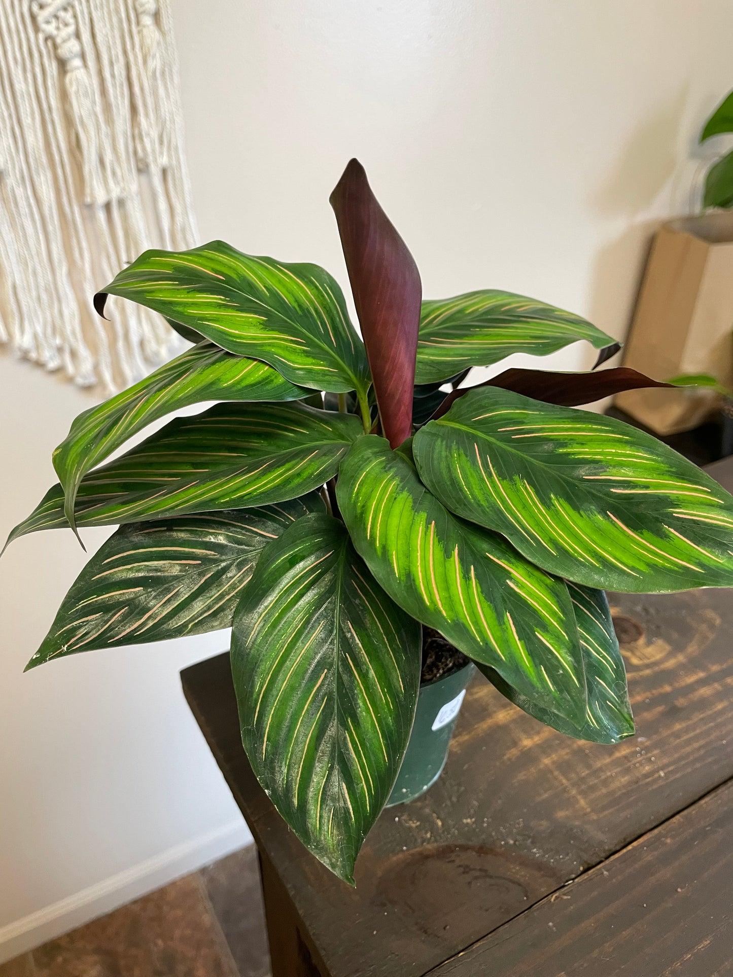 Calathea Beauty Star