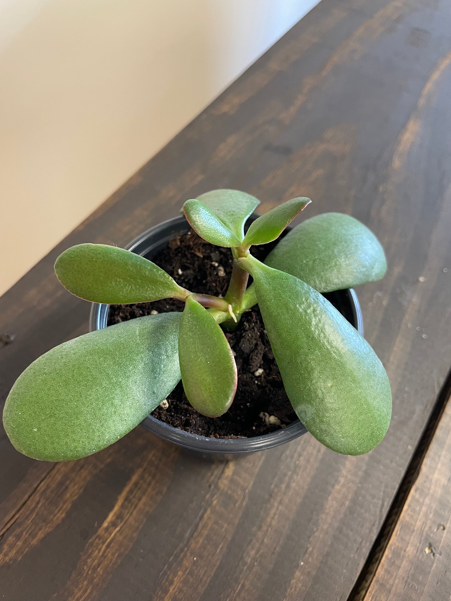 Baby jade