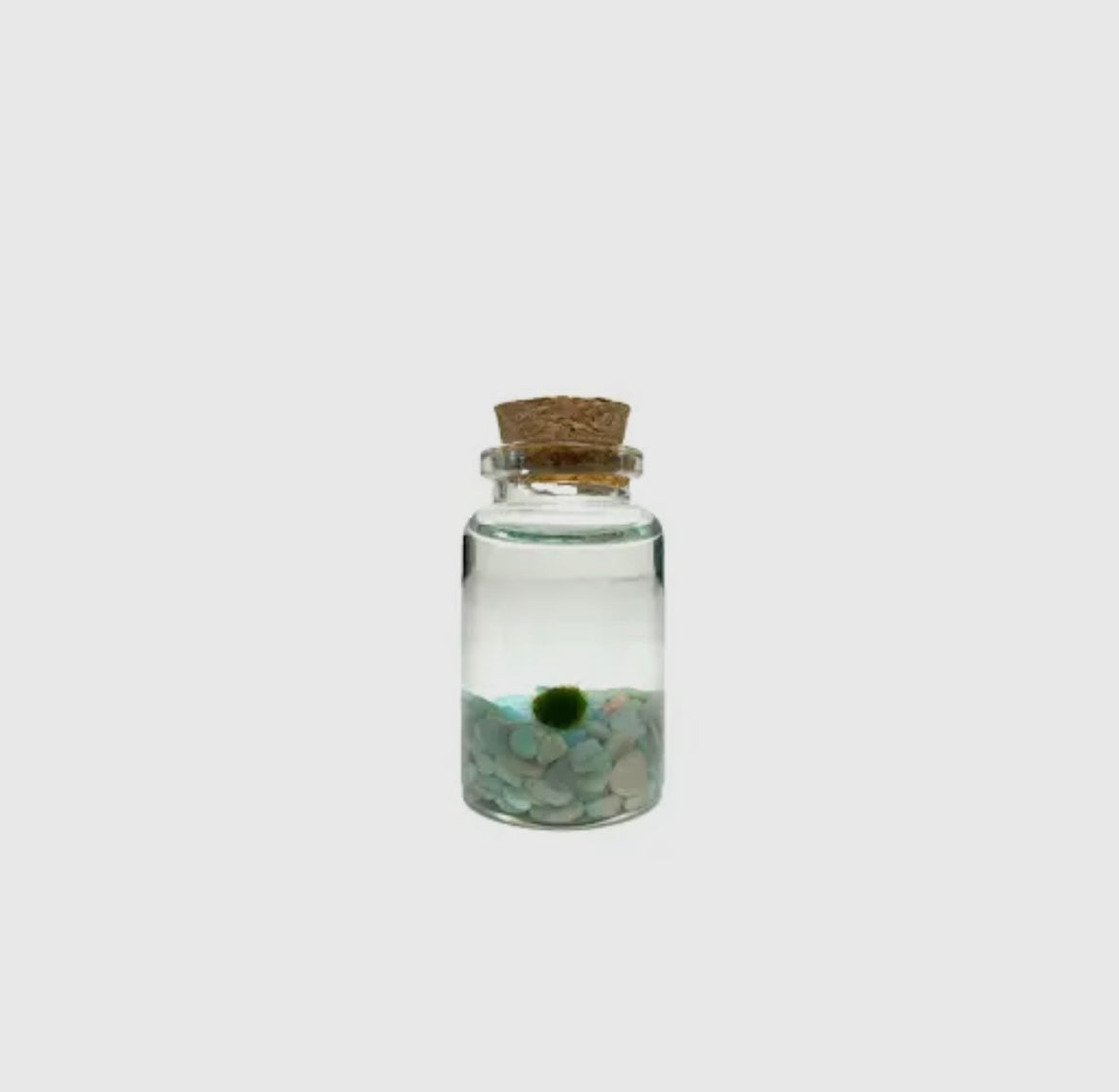 *Small* Turquoise Live Moss Ball