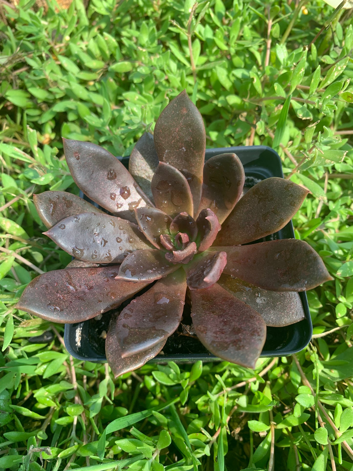 Echeveria Black Prince