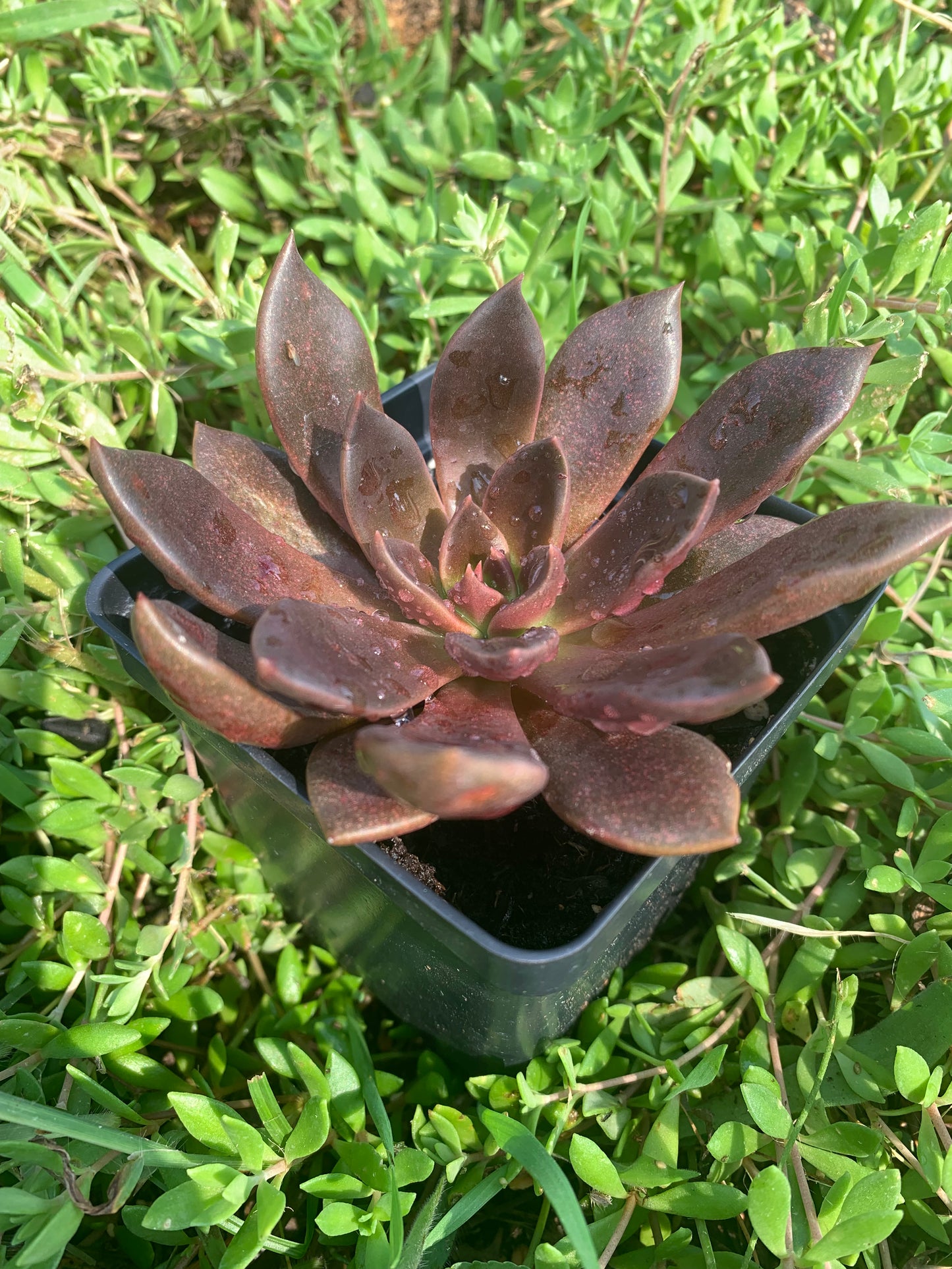 Echeveria Black Prince