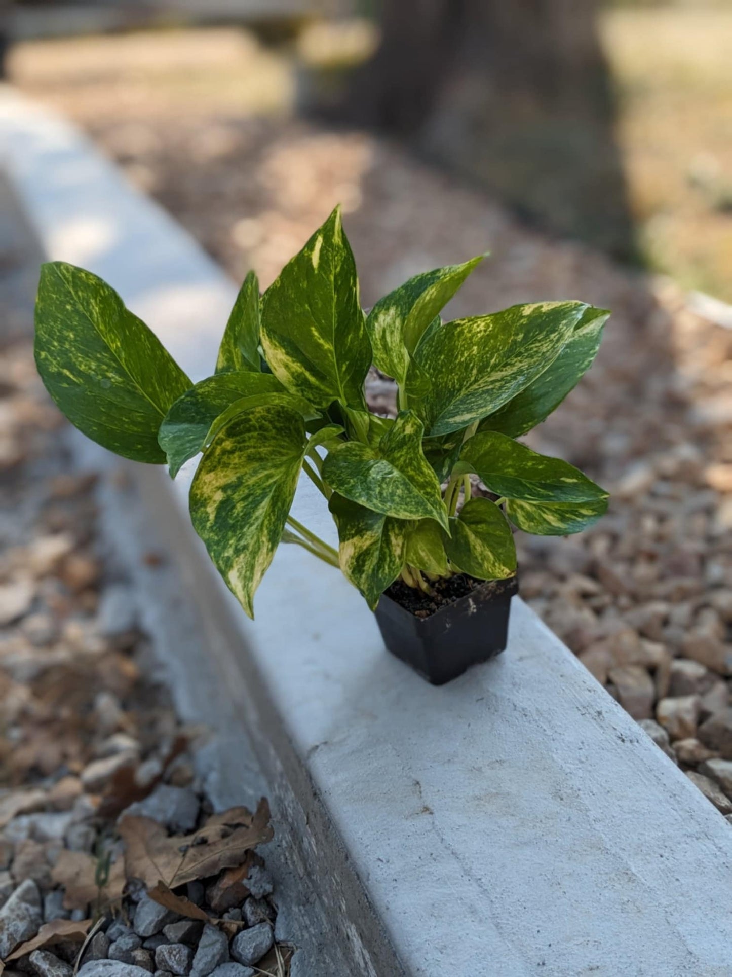 Golden Pothos