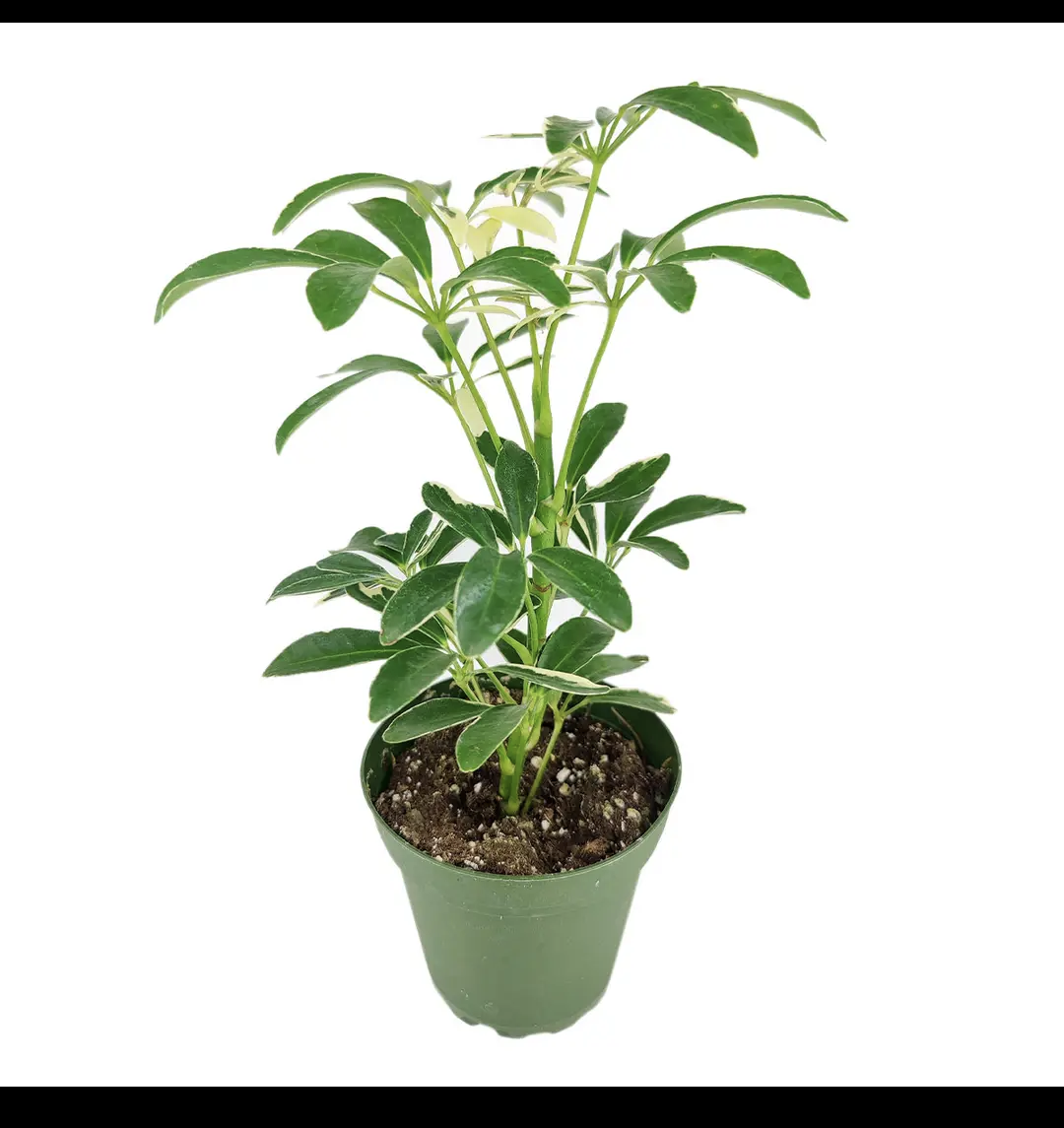 Variegated Umbrella Tree
