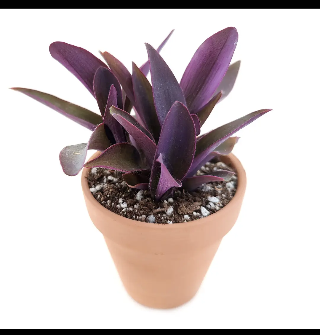 Purple Heart Tradescantia
