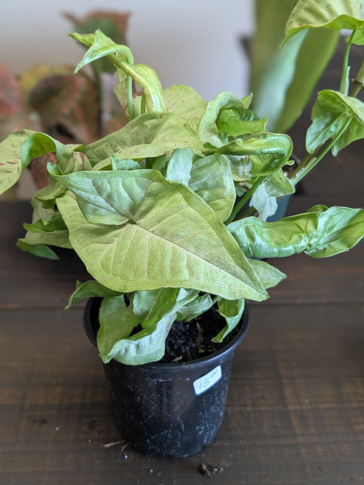 Syngonium Milk Confetti