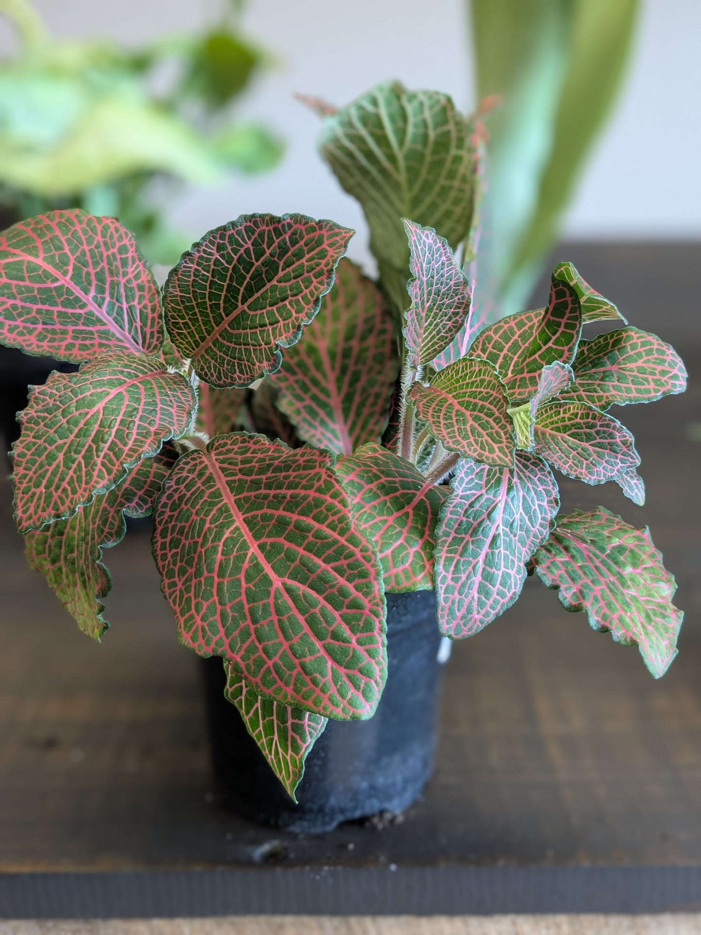 Fittonia Red