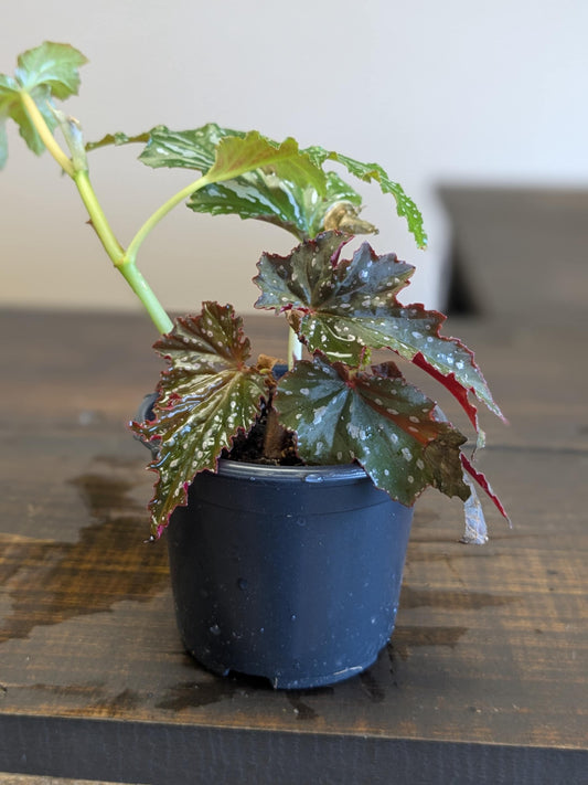 Angel Wing Begonia