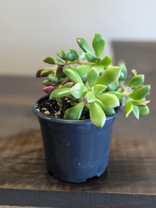 Anacampseros Sunshine Succulent