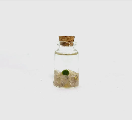 *Small* Golden Quartz Lice Moss Ball