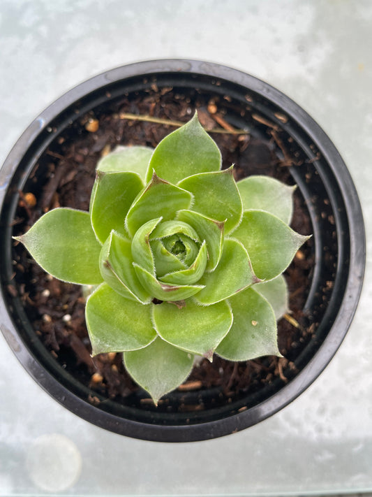 Hens & Chicks (larger)