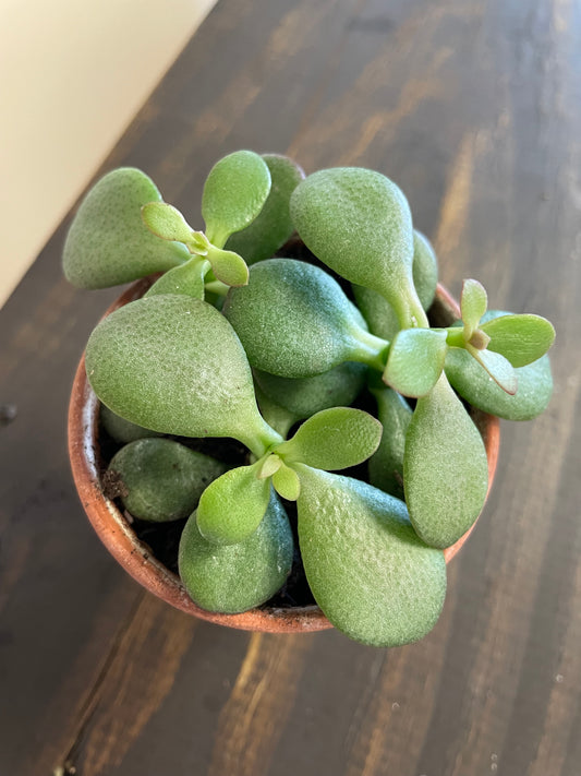 Baby jade trio