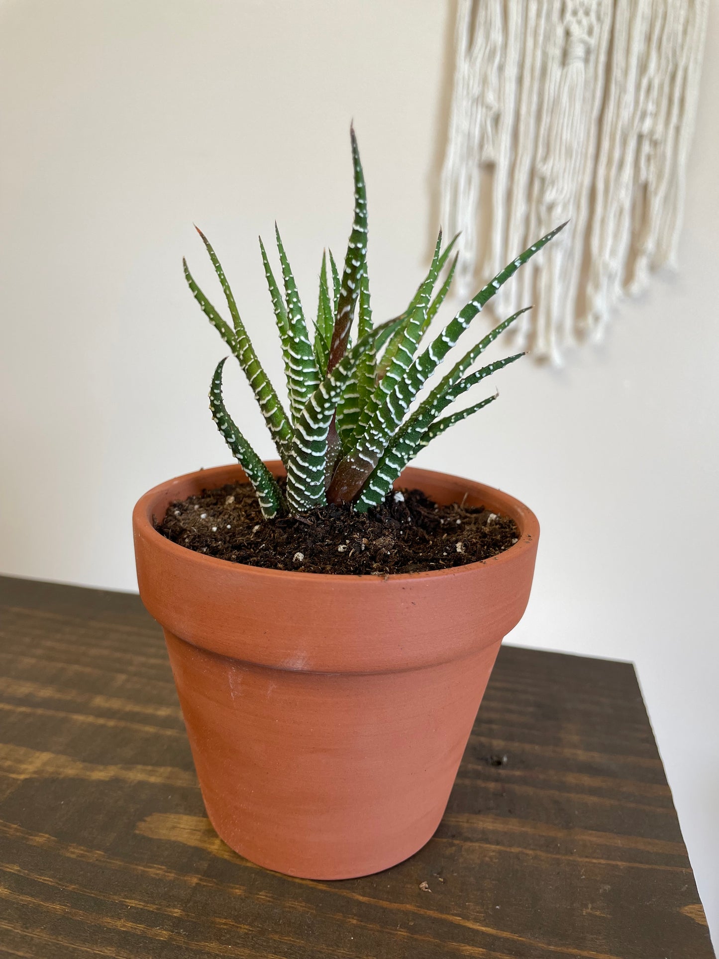 Zebra Succulent In Terracotta pot
