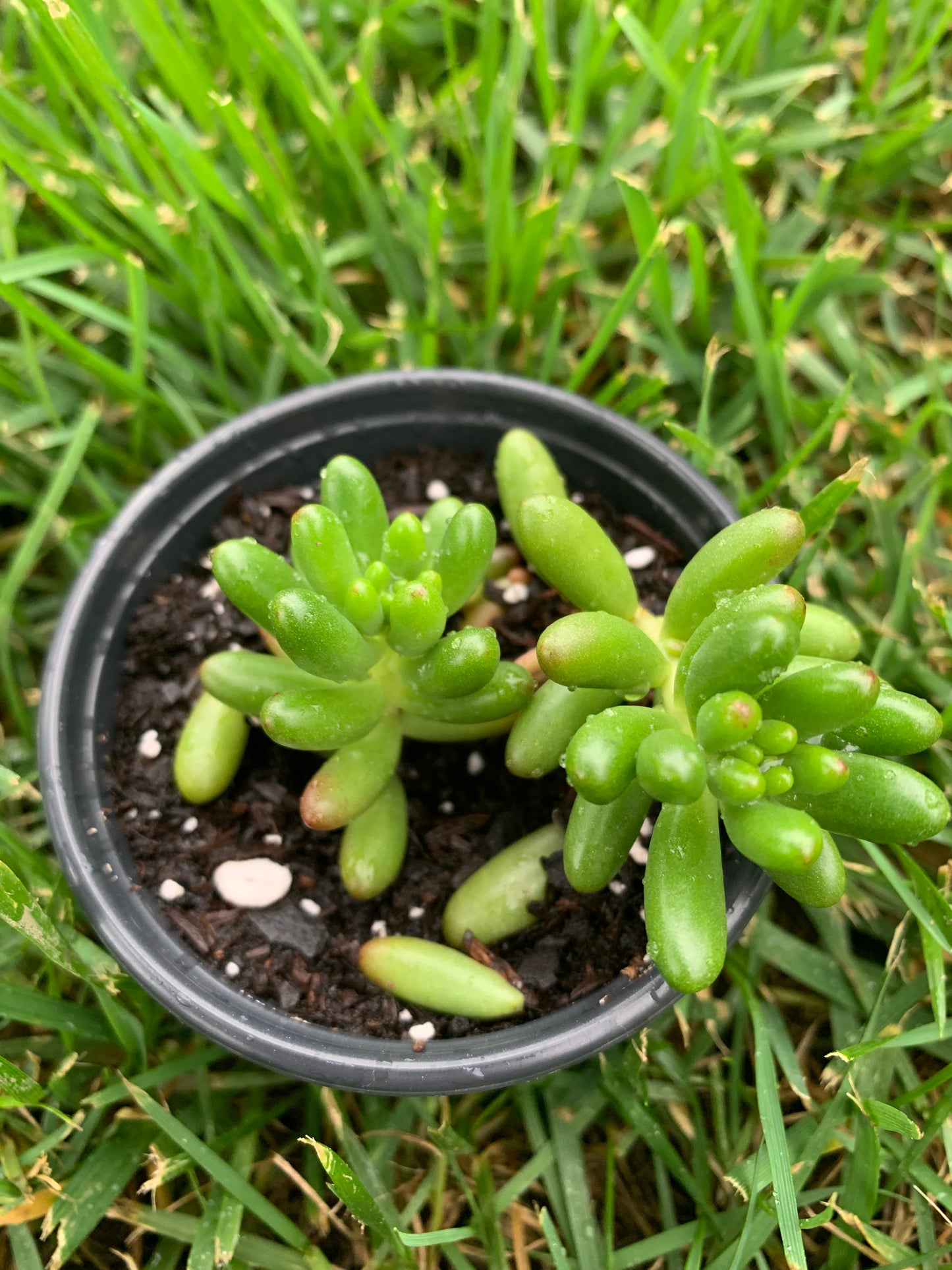 Sedum jelly bean succulent