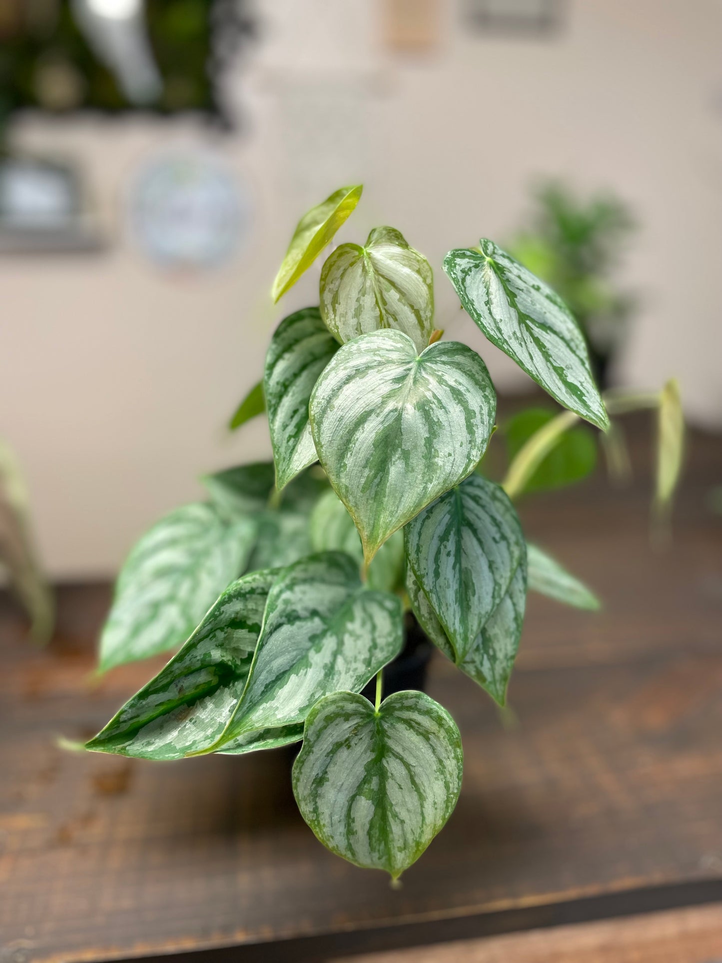 Philodendron Brandi