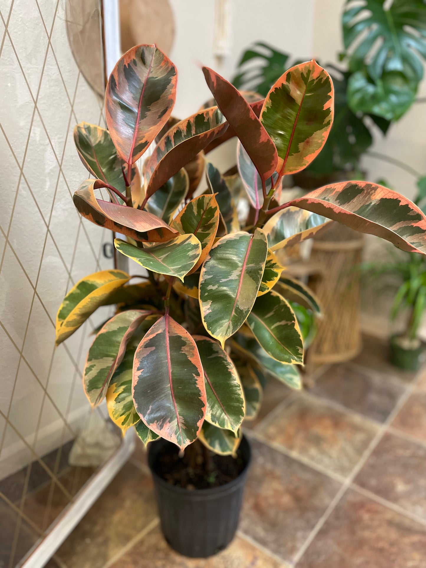 Braided Ruby Rubber Tree