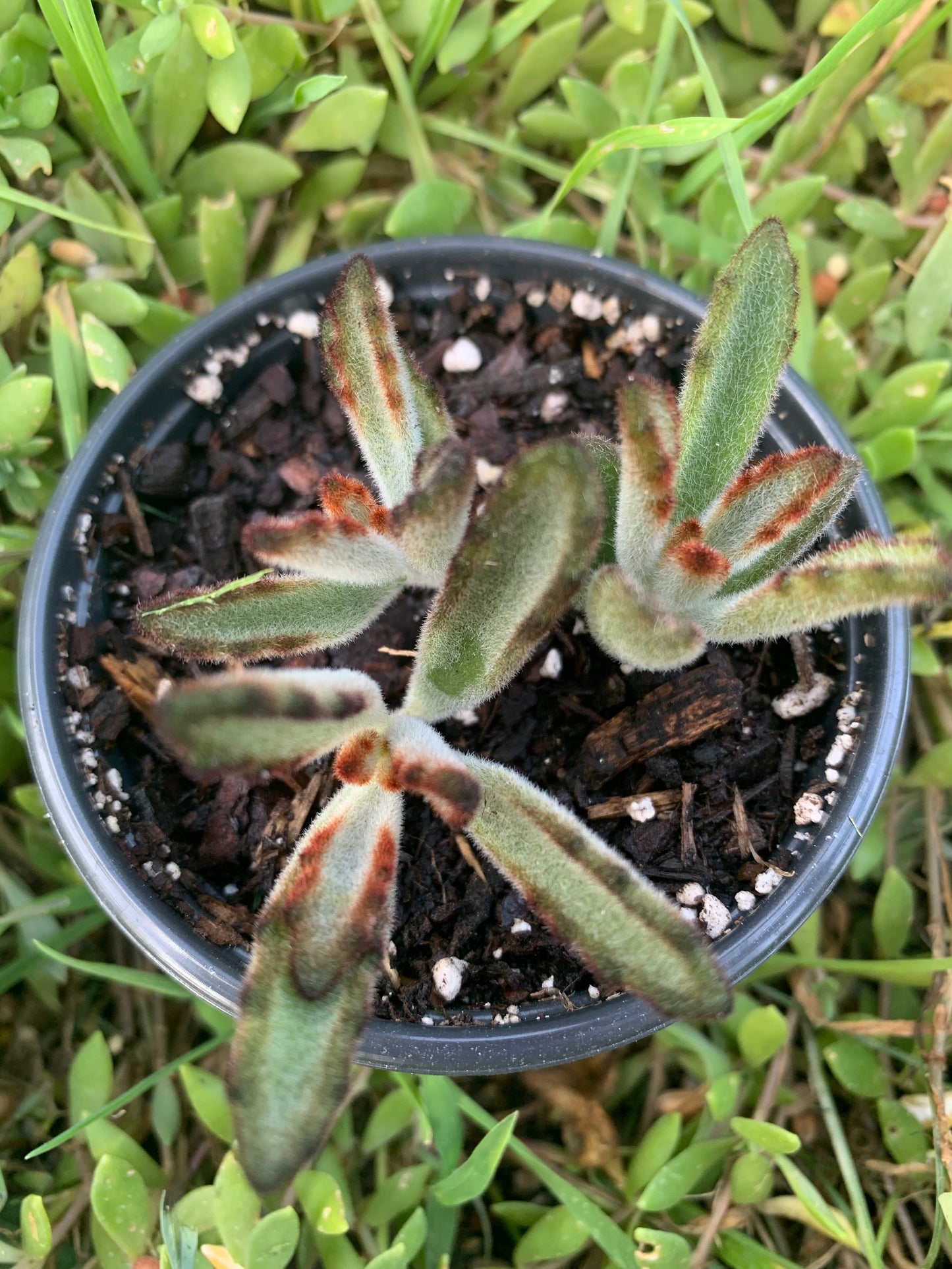 Baby Kalanchoe (silver panda)