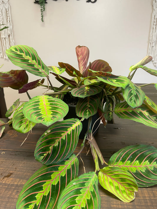 Red Maranta Prayer Plant