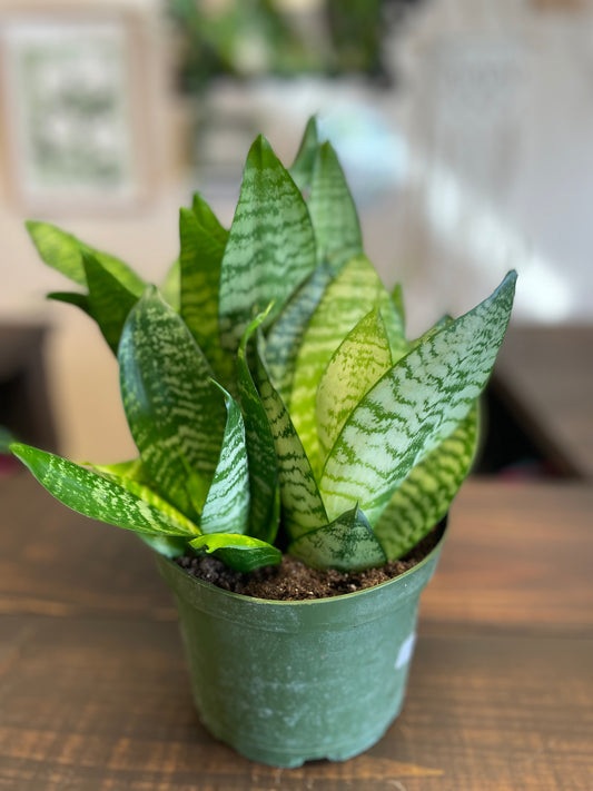 Bird’s Nest Snake Plant