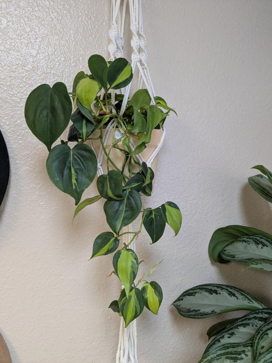 Brazil Philodendron