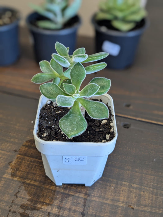 Frosty Echeveria Succulent