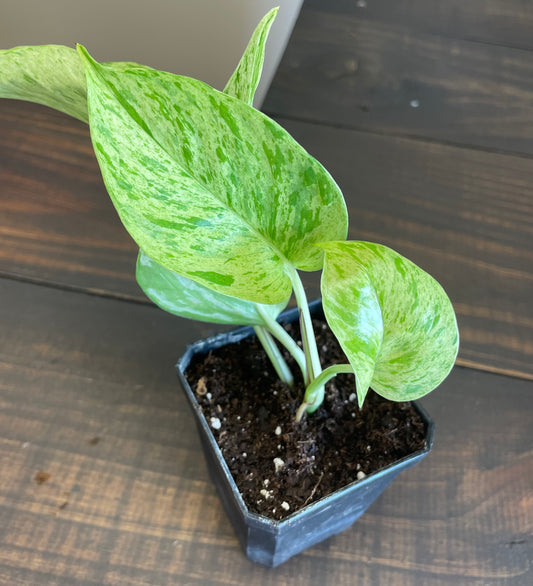 Marble Pothos