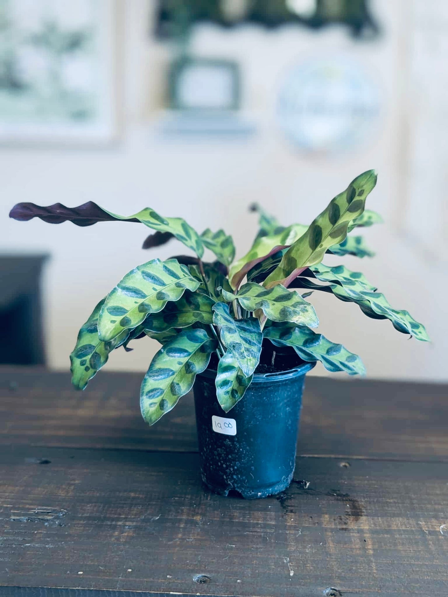 Calathea Lancifilolia