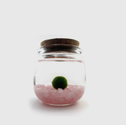 *Mid Size* Rose Quartz Live Moss Ball
