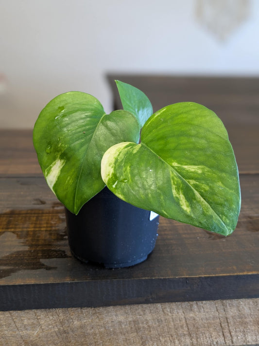Golden Pothos