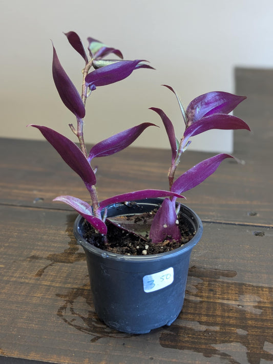 Tradescantia Zebrina (Wandering Dude)