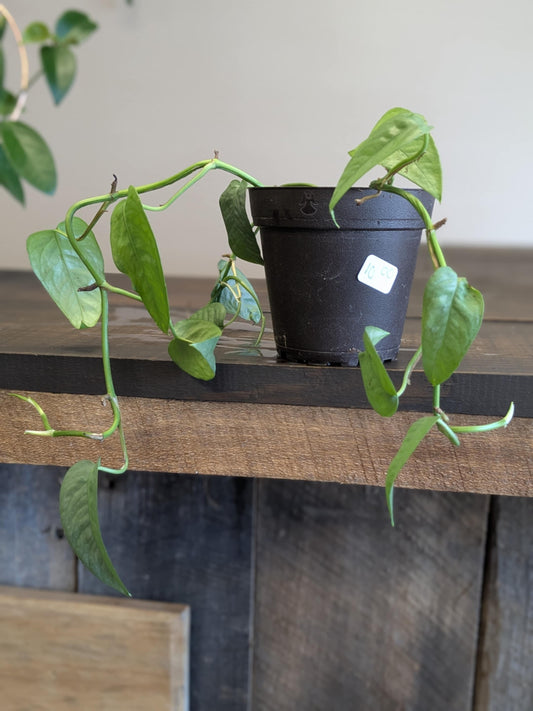 Cebu Blue Pothos