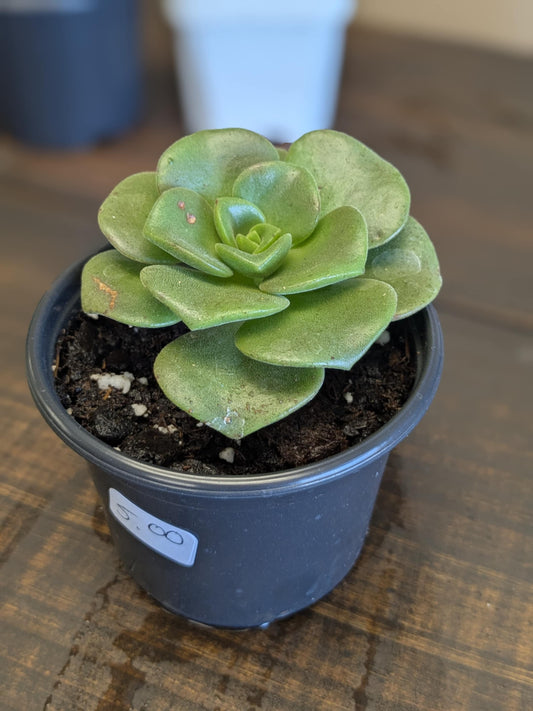 Aeonium Lily Pad Succulent