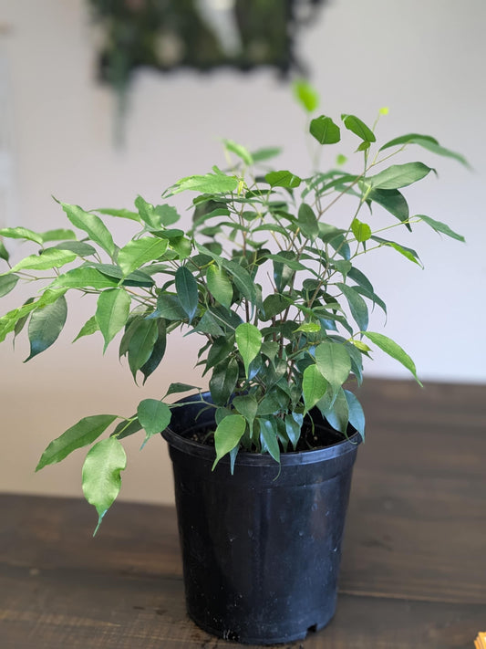 Ficus Bush
