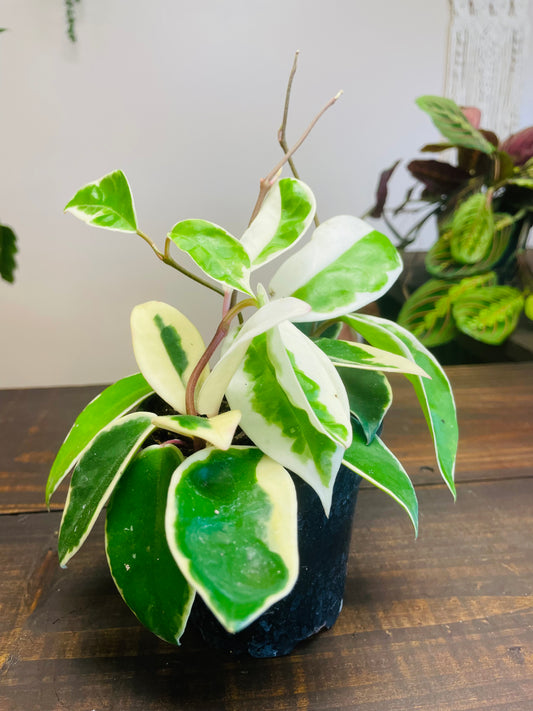 Hoya Carnosa