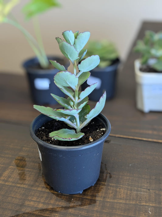 Kalanchoe Marnierana Succulent