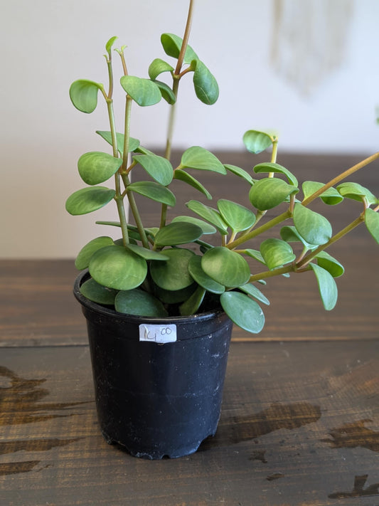Peperomia Hope