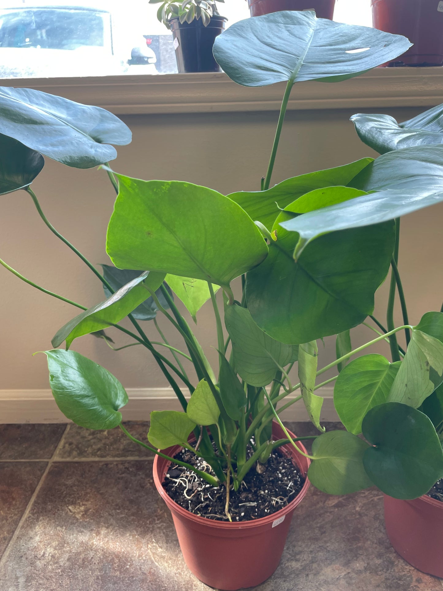 Monstera Deliciosa