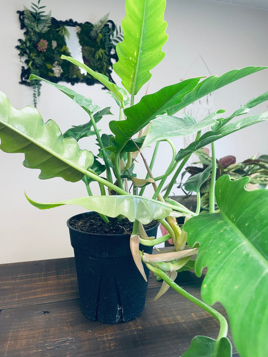 Philodendron Jungle Boogie