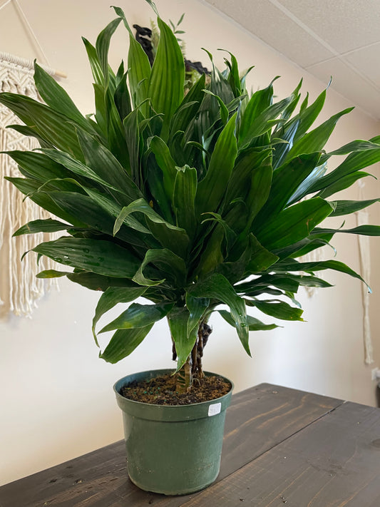 Green Jewel Dracaena