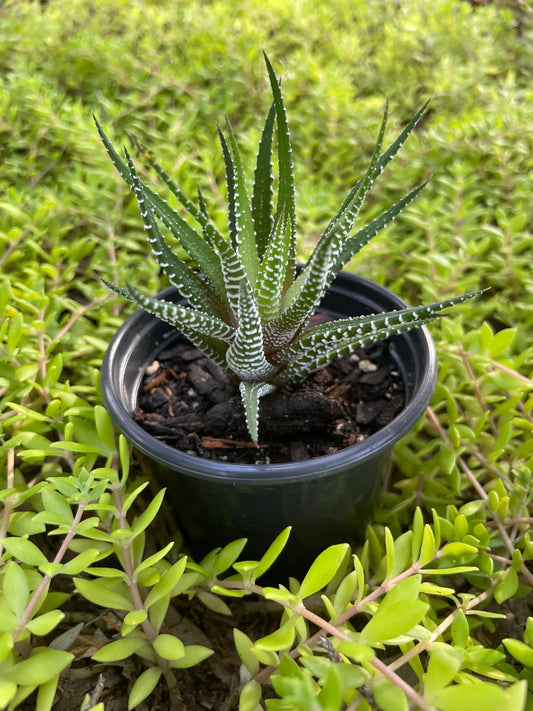 Baby Zebra Succulent