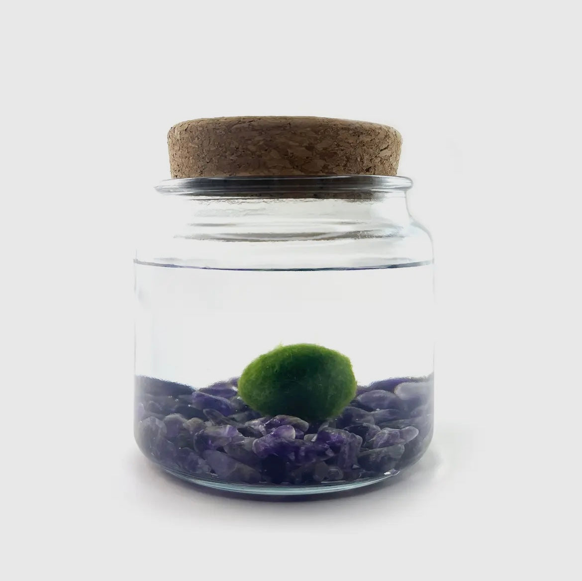 *BIG* Amethyst Live Moss Ball