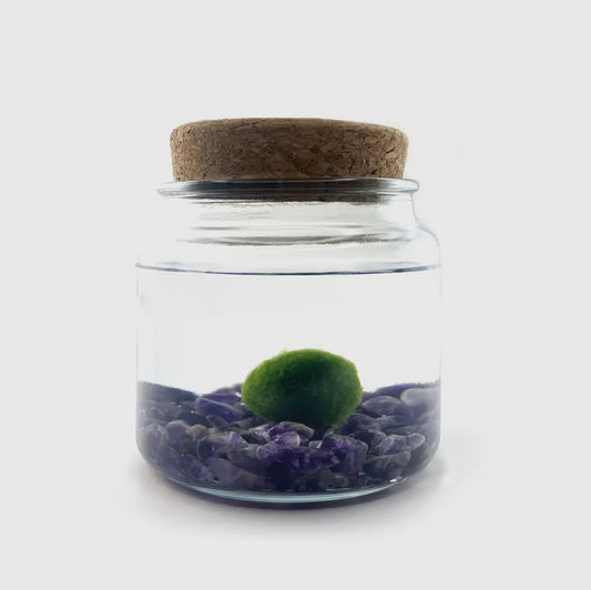 *BIG* Amethyst Live Moss Ball
