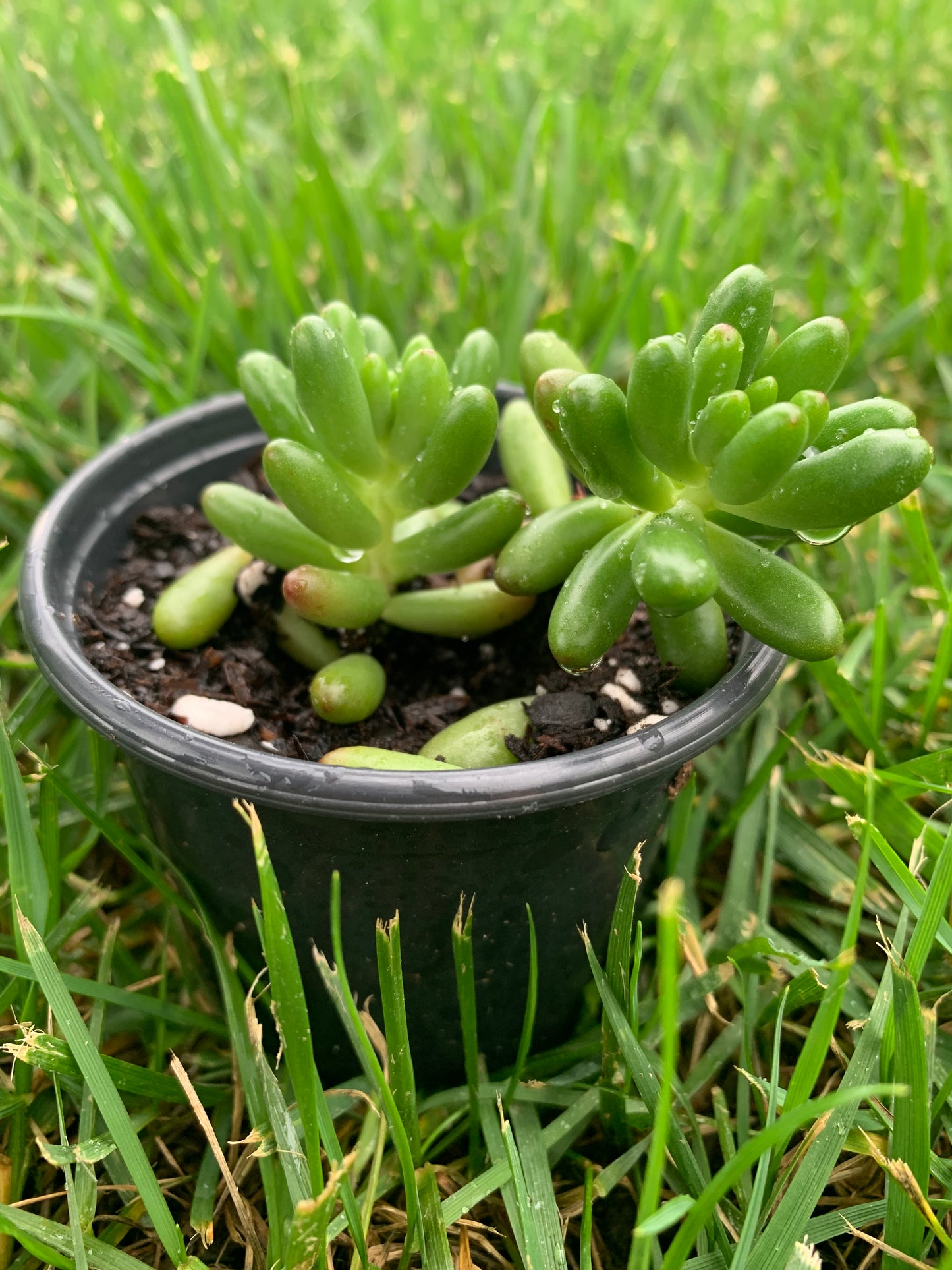 Sedum jelly bean succulent